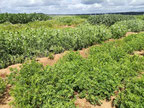 Legume plots April 2019