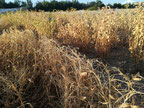 Legume Plots May 2019