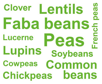 Types of Legumes involved in TRUE Case Studies