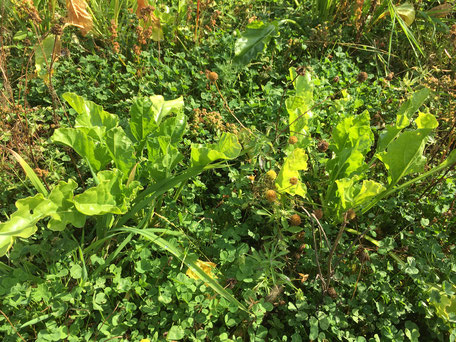 Clover established as a living mulch understory in a sugar beet crop